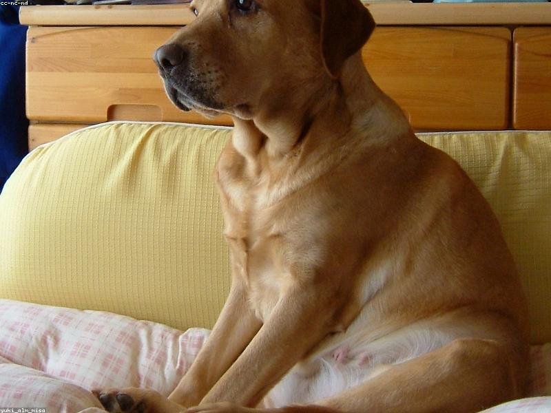 牛津博士后語言免費輔導，突破交流障礙 配圖3