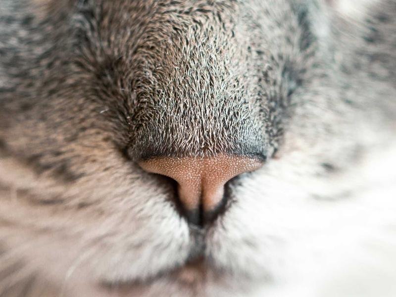 健康管理師考試時間固定在 4 月和 11 月嗎？ 配圖3