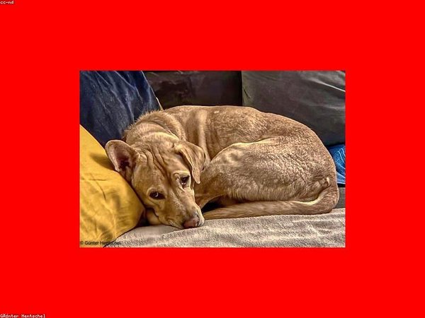 莫斯科國立大學(xué)博士后證書全球認(rèn)可度及認(rèn)證流程全解析 配圖1