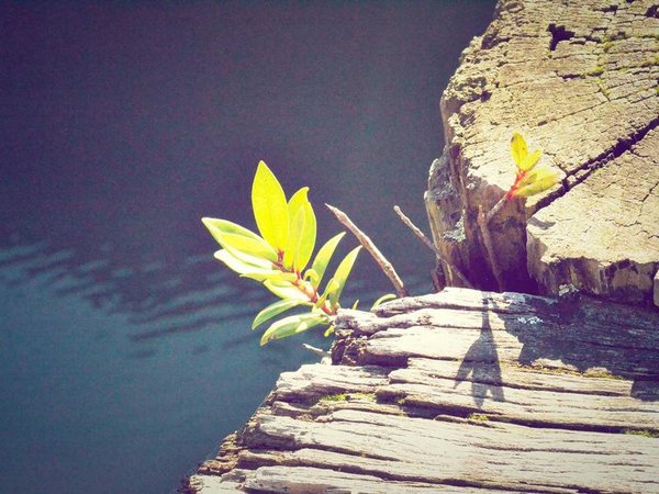 學歷提升能用于評高級經(jīng)濟師嗎？ 配圖3