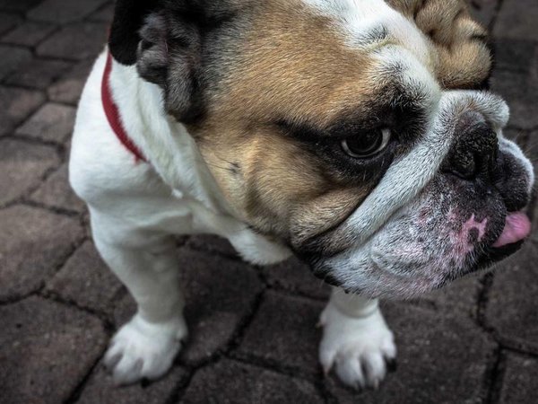 莫大博士后官網(wǎng)報(bào)名入口，正規(guī)渠道防騙 配圖1