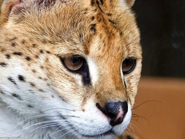 海外博士申莫大博士后，快速通道免排隊(duì) 配圖2