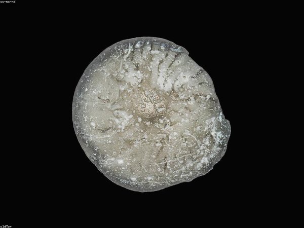 劍橋博士后需要英語成績嗎？要求標準 配圖2