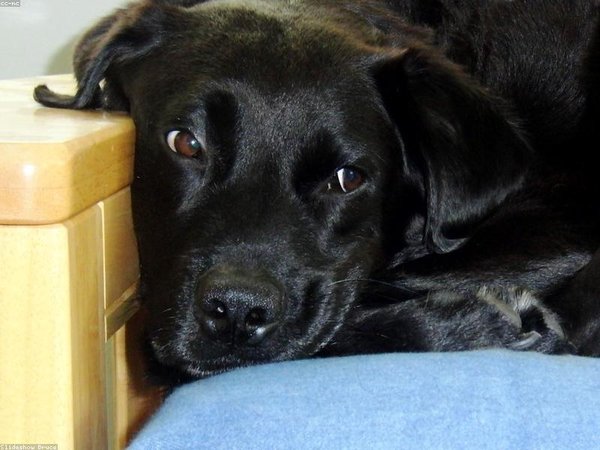 劍橋博士后醫(yī)學(xué)專項(xiàng)班，醫(yī)生學(xué)者專屬通道 配圖1