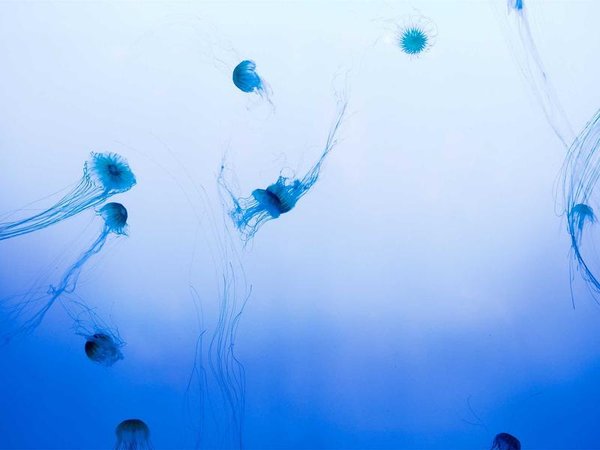 哈佛博士后有一對(duì)一導(dǎo)師嗎？培養(yǎng)模式 配圖1