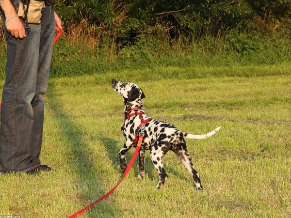 新能源總裁班：新能源產(chǎn)業(yè)政策與市場(chǎng)趨勢(shì)深度課 配圖3