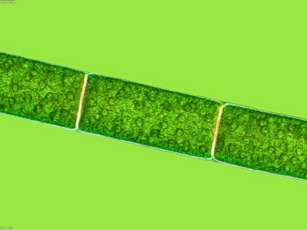 莫斯科國立大學(xué)博士后項(xiàng)目的報(bào)名條件具體包含哪些內(nèi)容？ 配圖2