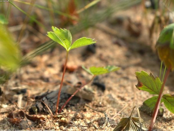 專升本可以考會計專升本專業(yè)嗎？ 配圖3
