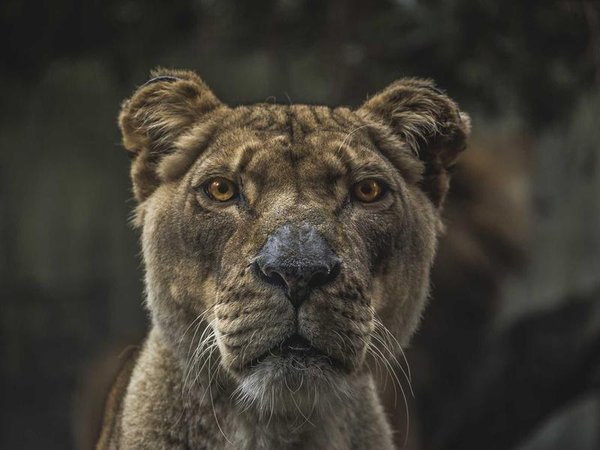 美國金門大學心理學碩士美國官方學位認證 配圖2