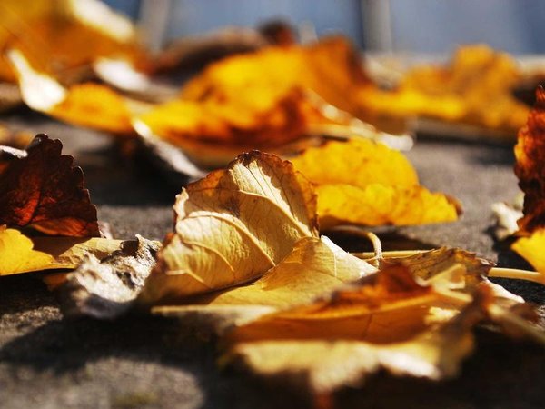 2026年4月莫斯科國立大學(xué)訪問學(xué)者開課通知 配圖2