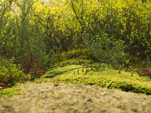 瑞士商學(xué)院：賦能國(guó)際學(xué)子，拓展全球商業(yè)視野 配圖1
