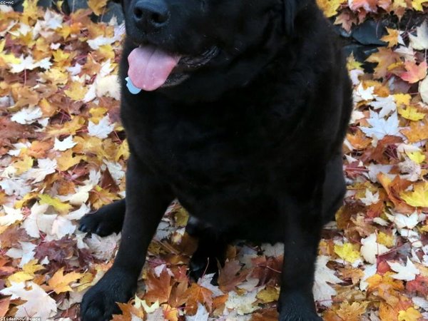 如何報名莫斯科國立大學(xué)博士后？流程全解 配圖2